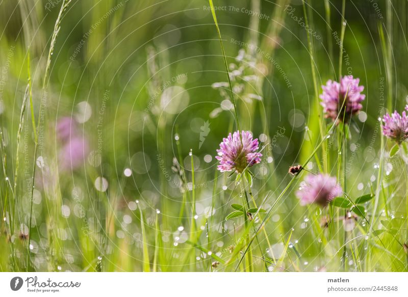 Tau am Morgen Natur Pflanze Wasser Frühling Gras Blatt Wiese Blühend Klee feucht Tropfen frisch Farbfoto Außenaufnahme Nahaufnahme Menschenleer