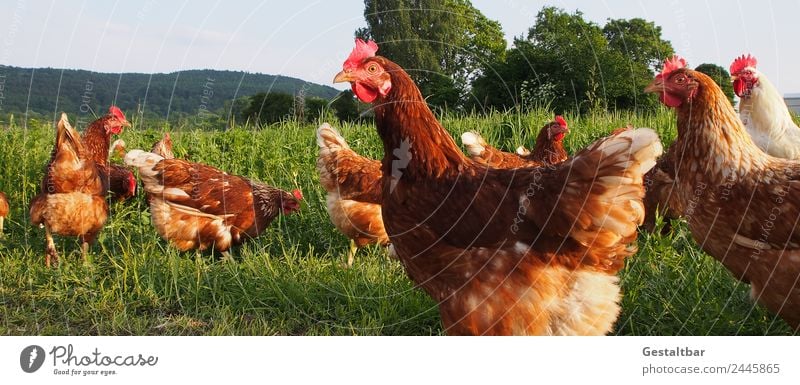 Freilaufende Hühner auf grüner Wiese Lebensmittel Fleisch Ei Bioprodukte Gesundheit Natur Landschaft Frühling Sommer Gras Tier Haustier Nutztier Flügel Haushuhn