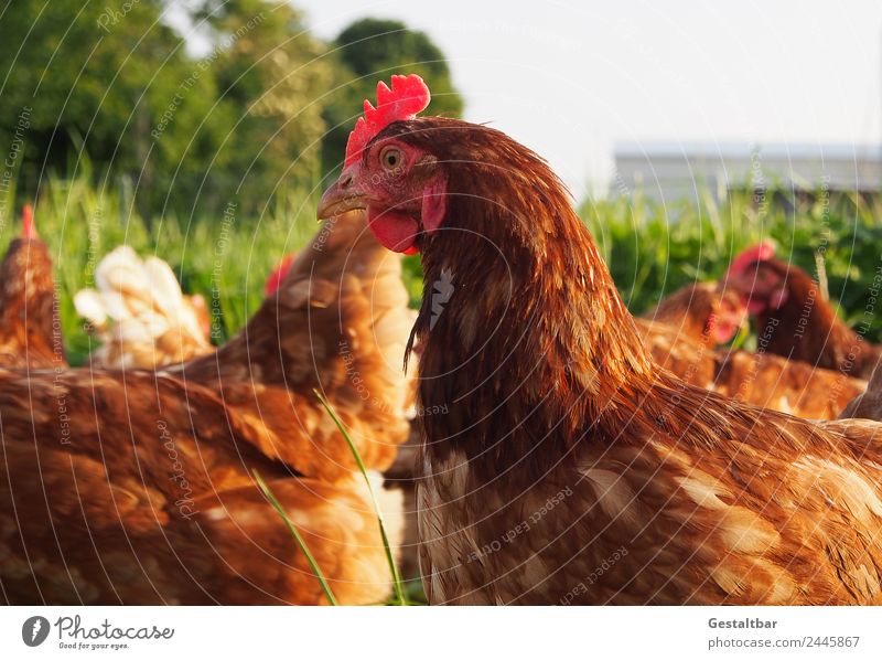 Freilaufende Hühner auf einer Wiese Lebensmittel Fleisch Ei Ernährung Bioprodukte Umwelt Natur Tier Haustier Nutztier Flügel Haushuhn Tiergruppe beobachten