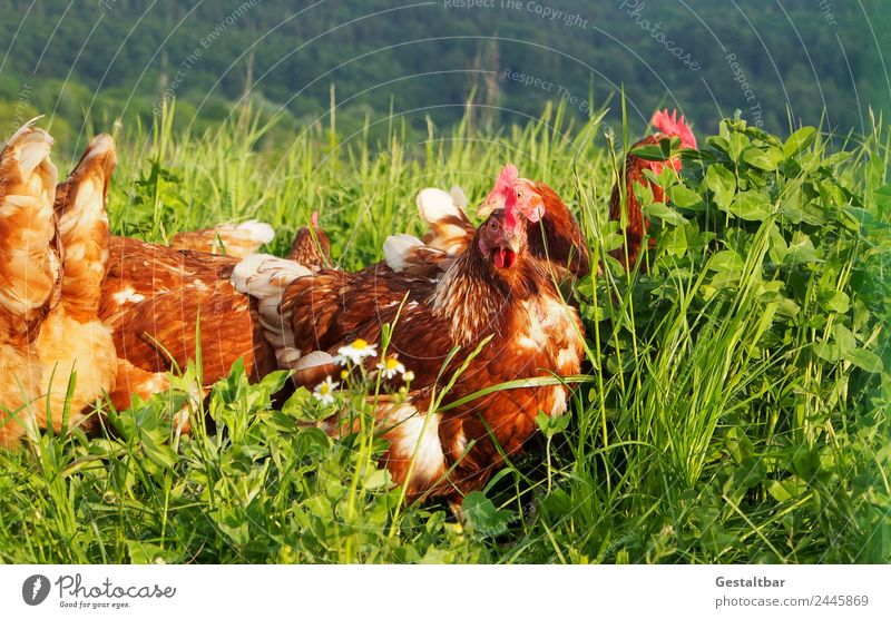 Freilaufene Hühner auf grüner Wiese Lebensmittel Fleisch Suppe Eintopf Natur Tier Haustier Nutztier Flügel Haushuhn Tiergruppe beobachten Gesundheit Glück