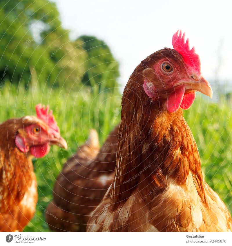 Huhn auf Wiese. Tier Nutztier Vogel Tiergesicht Haushuhn 2 beobachten Blick Gesundheit Glück natürlich braun grün rot Zufriedenheit Tierliebe Wachsamkeit