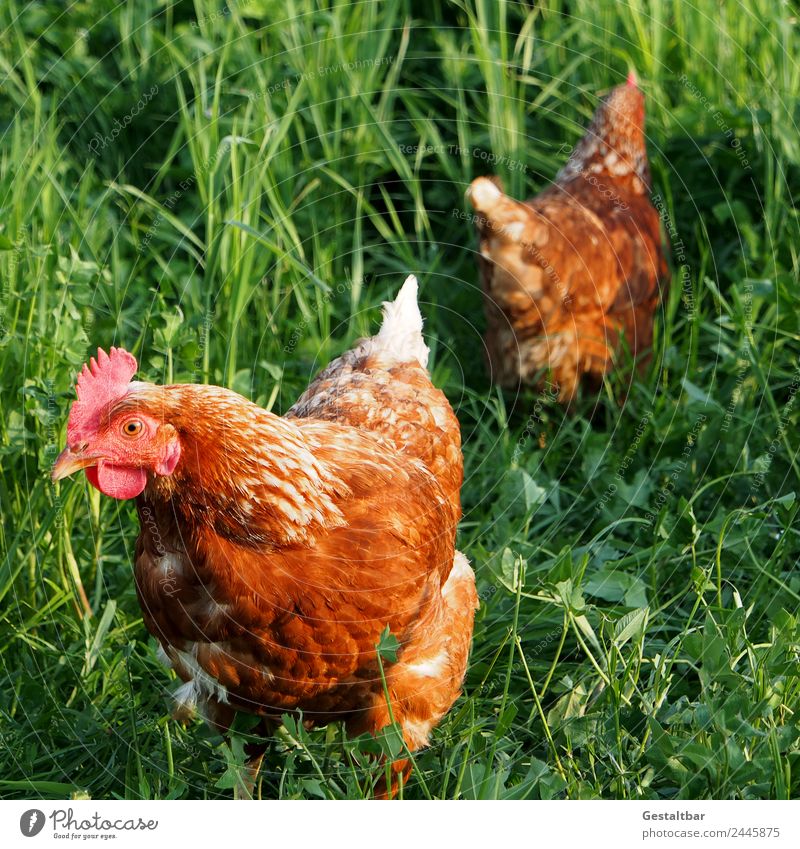 Hühner auf Wiese. Fleisch Suppe Eintopf Bioprodukte Tier Nutztier Haushuhn 2 Gesundheit Glück braun grün Vertrauen Tierliebe Wachsamkeit Natur Farbfoto