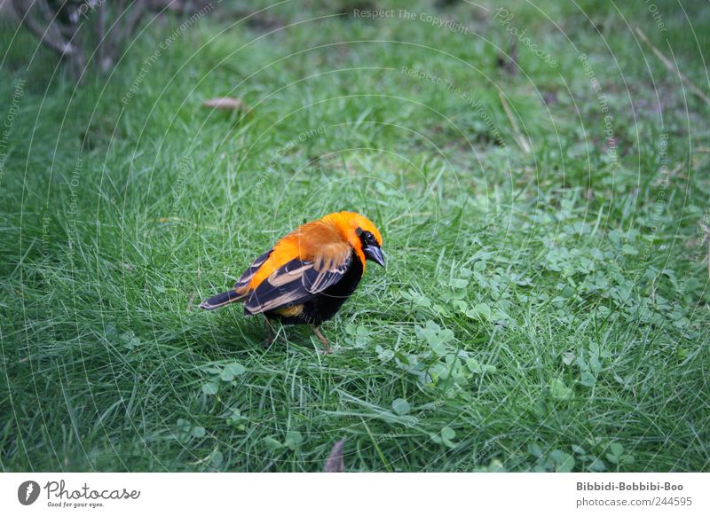 in Freiheit...oder doch nicht?! Tier Wildtier Vogel Zoo 1 exotisch Wiese orange Farbfoto Außenaufnahme Nahaufnahme Menschenleer Textfreiraum links