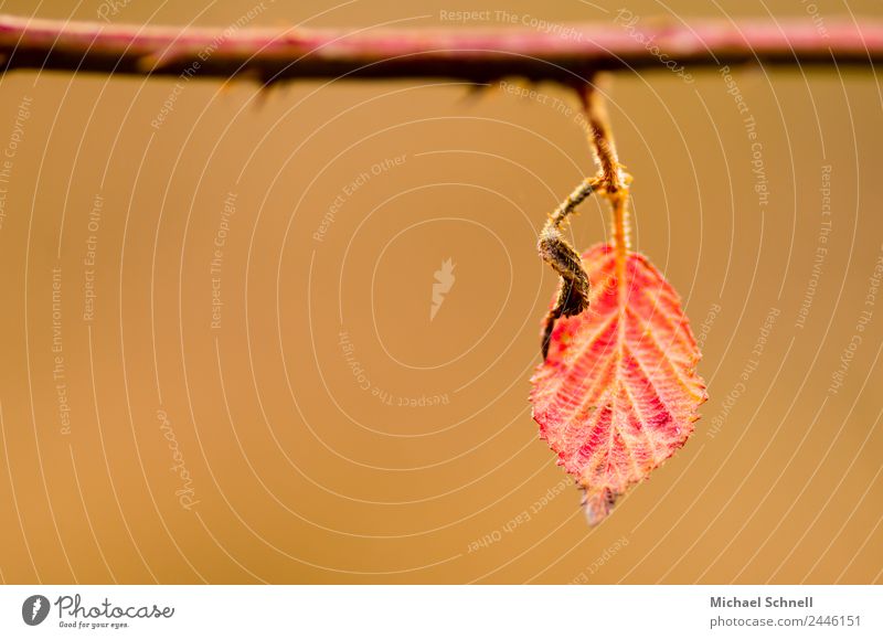 Rotes Blatt Umwelt Natur Pflanze Herbst hängen einfach natürlich Kraft schön Einsamkeit ruhig Außenaufnahme Nahaufnahme Detailaufnahme Menschenleer