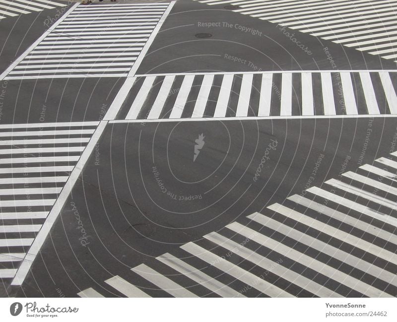 Zebra Zebrastreifen Überqueren Stadt Einsamkeit Asphalt Verkehr Straße