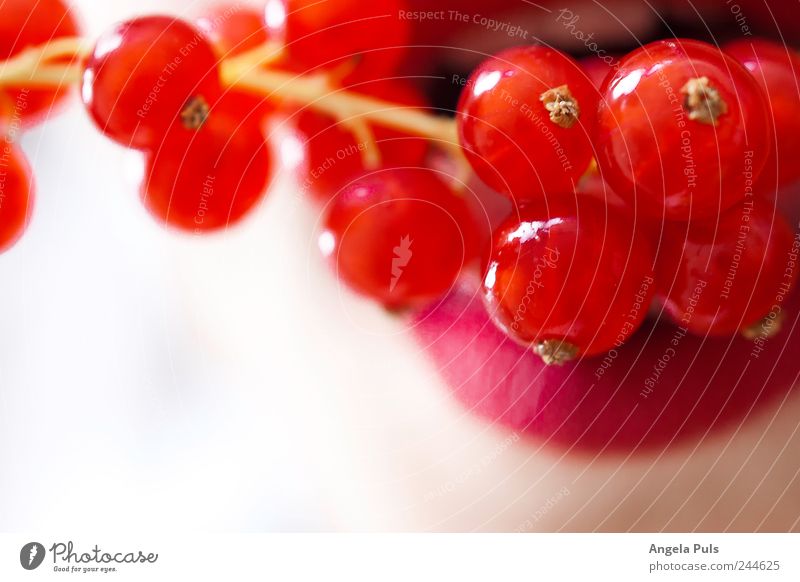 Jo, ich habe Dich zum Fressen gern Lebensmittel Frucht Johannisbeeren Lippen füttern rot weiß Farbfoto Makroaufnahme