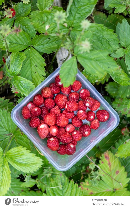 Wald-Erdbeeren sammeln Frucht Gesundheit Sommer Pflanze Nutzpflanze Garten frisch klein natürlich rund grün rot Ernte Sammlung reif Boden Behälter u. Gefäße