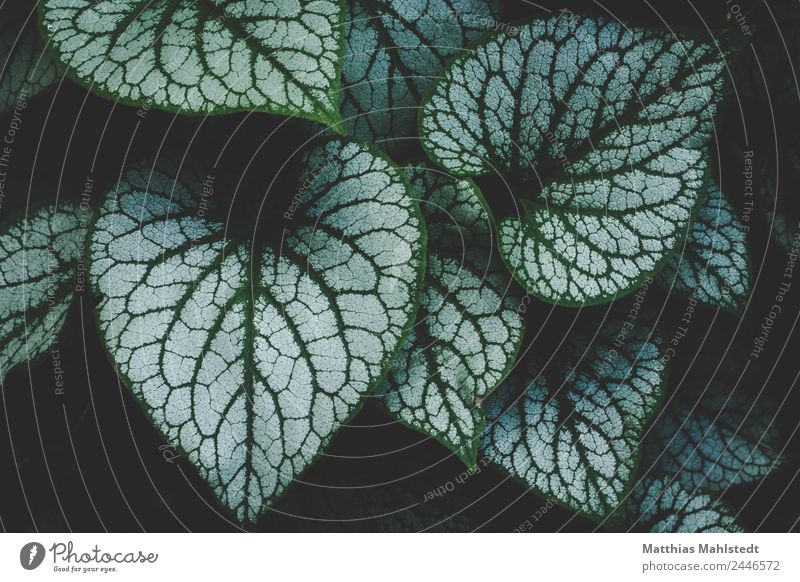 Ahotakakame Umwelt Natur Pflanze Blatt außergewöhnlich frisch nachhaltig grün schwarz Frühlingsgefühle Farbfoto Gedeckte Farben Außenaufnahme Nahaufnahme Tag