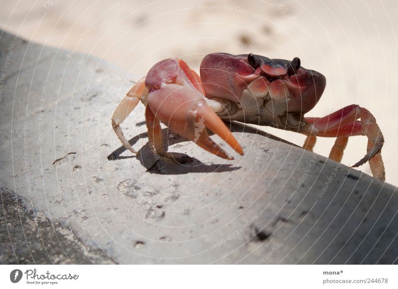 Krabbe am klettern Sommer Strand Natur Sand Bordsteinkante Tier Krustentier 1 krabbeln klein Schere Klettern Beine rot Krebstier Ferien & Urlaub & Reisen