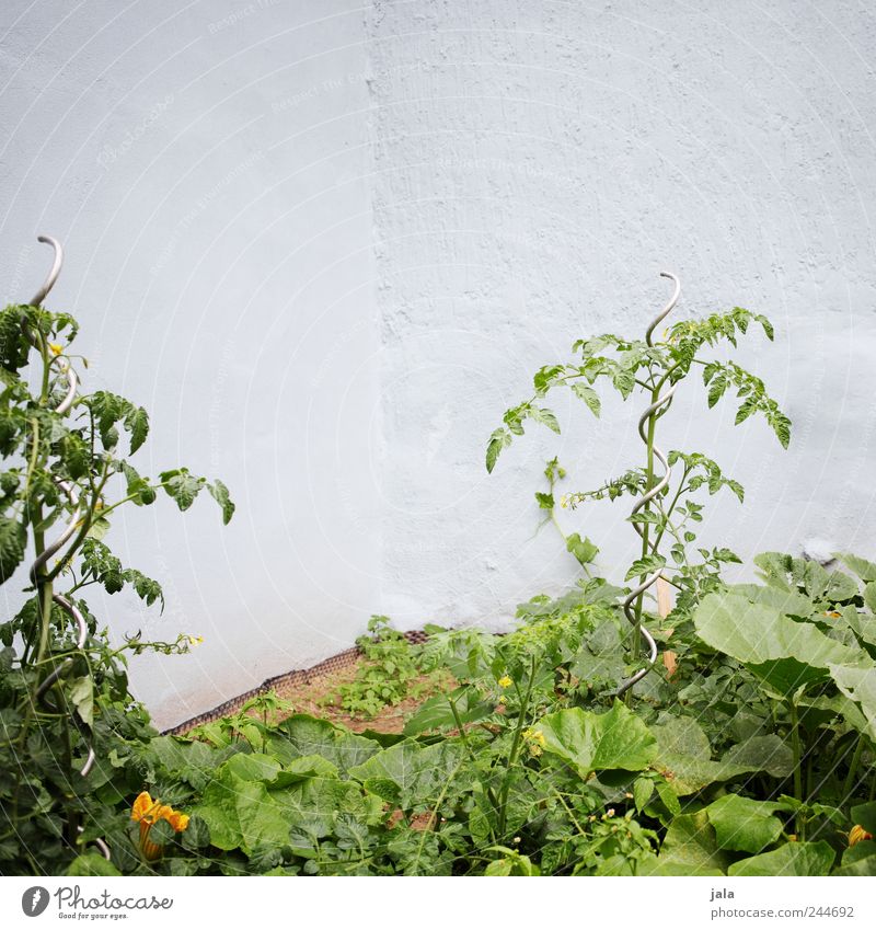 auch in fremden höfen... Umwelt Natur Pflanze Grünpflanze Nutzpflanze Tomate Zucchini Garten Fassade natürlich blau grün Farbfoto Außenaufnahme Menschenleer