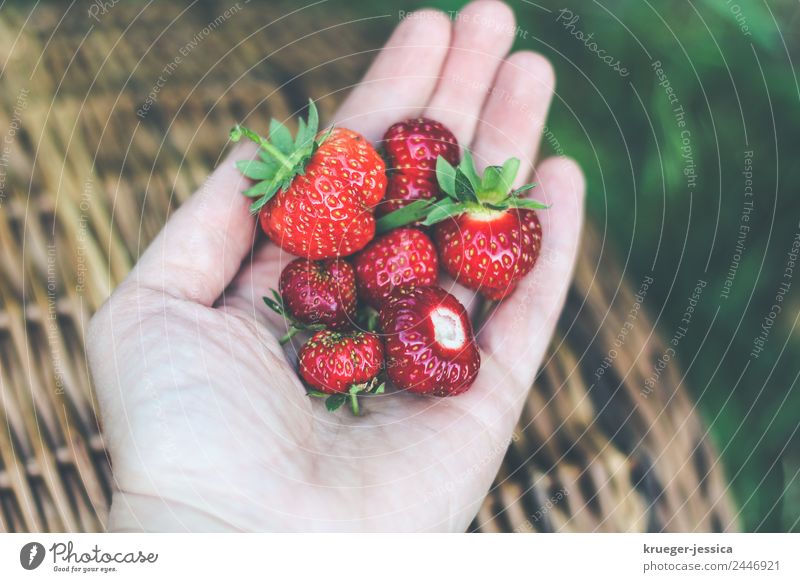 Lecker Erdbeeren Frucht Garten Frau Erwachsene Pflanze Frühling Freizeit & Hobby Freude Glück Gartenarbeit Farbfoto