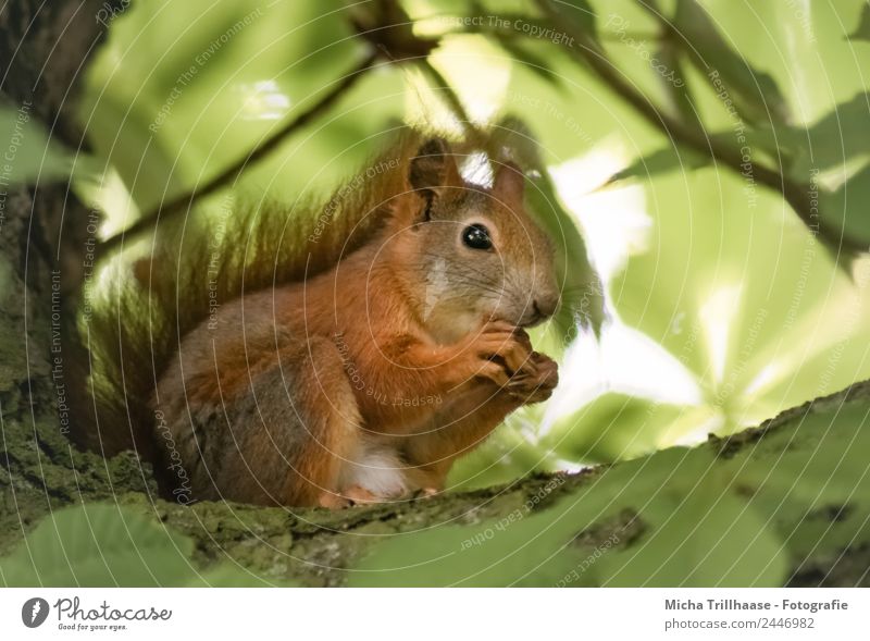Fressendes Eichhörnchen im Baum Ernährung Natur Tier Sonnenlicht Schönes Wetter Blatt Wald Wildtier Tiergesicht Fell Krallen Pfote Schwanz Auge Nase Ohr 1 Essen