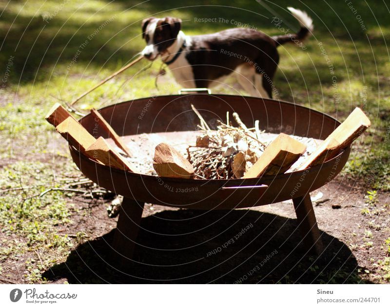 Schröder will Feuer machen Freude Sommer Schönes Wetter Ast Wiese Haustier Hund Mischling 1 Tier Feuerstelle Reisig Glück Fröhlichkeit fleißig Freizeit & Hobby