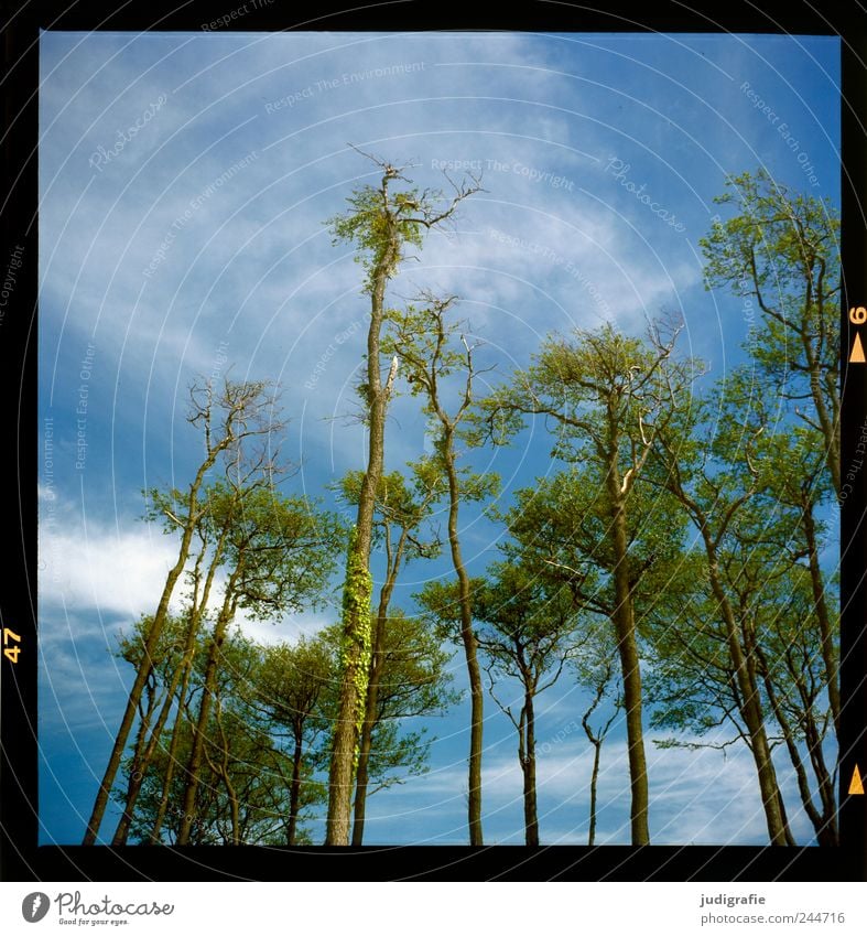 Weststrand Umwelt Landschaft Pflanze Himmel Wolken Sommer Klima Schönes Wetter Baum Wald Küste Ostsee Darß Wachstum frisch groß hoch natürlich wild Farbfoto