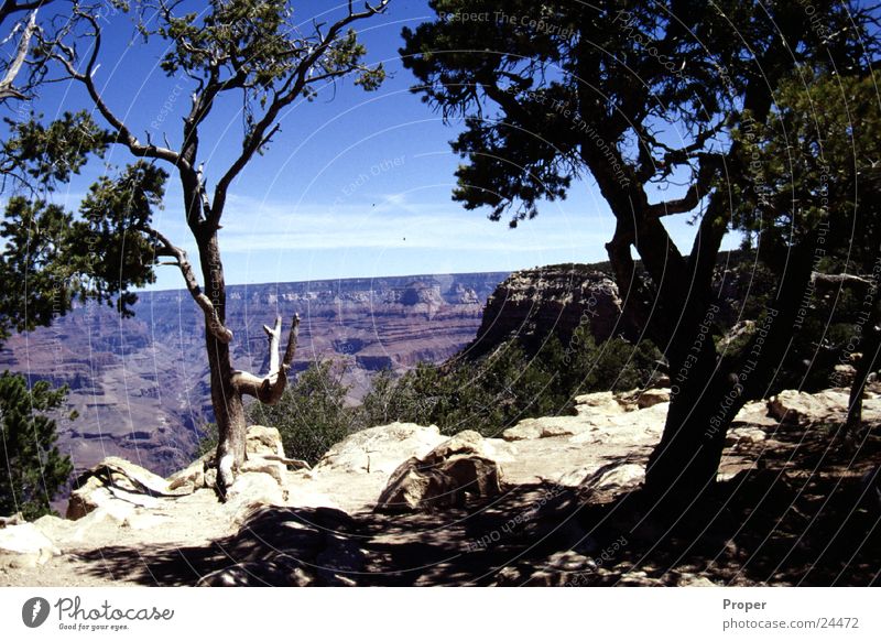 Der Canyon Grand Canyon Arizona Baum USA Naturwunder Naturphänomene Schlucht Nationalpark