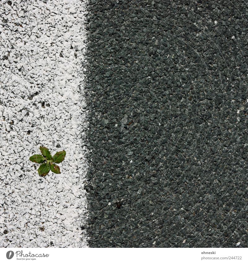 Life is hard Pflanze Blatt Grünpflanze Straße Fahrbahnmarkierung Teer Linie weiß Glück selbstbewußt Optimismus Willensstärke Kraft Leben Überleben Farbfoto