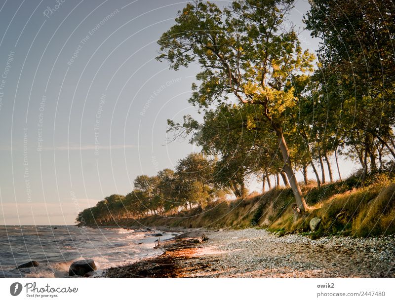 Schiefe Küste Umwelt Natur Landschaft Pflanze Wasser Wolkenloser Himmel Horizont Schönes Wetter Wind Baum Sträucher Ostsee Insel Fehmarn stehen Wachstum Neigung