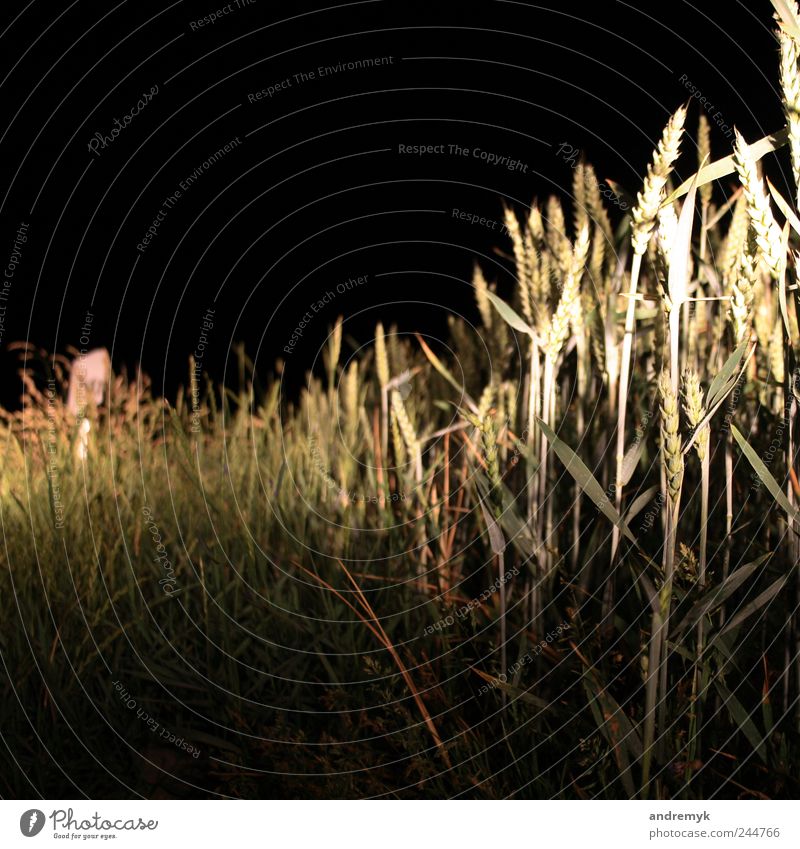 Straßenrand Umwelt Sommer Pflanze Gras Getreide gelb grau grün schwarz Farbfoto Gedeckte Farben Außenaufnahme Nahaufnahme Menschenleer Textfreiraum oben Nacht
