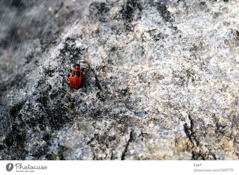 rote Wanze sitzt auf Mauer Tier Käfer 1 krabbeln sitzen klein grau Einsamkeit verloren Platz winzig Stein Farbfoto Nahaufnahme Detailaufnahme allein Insekt