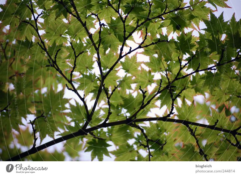 Blätterdach Natur Sonne Sommer Schönes Wetter Blatt hell grün Zweige u. Äste Farbfoto Außenaufnahme Menschenleer Licht