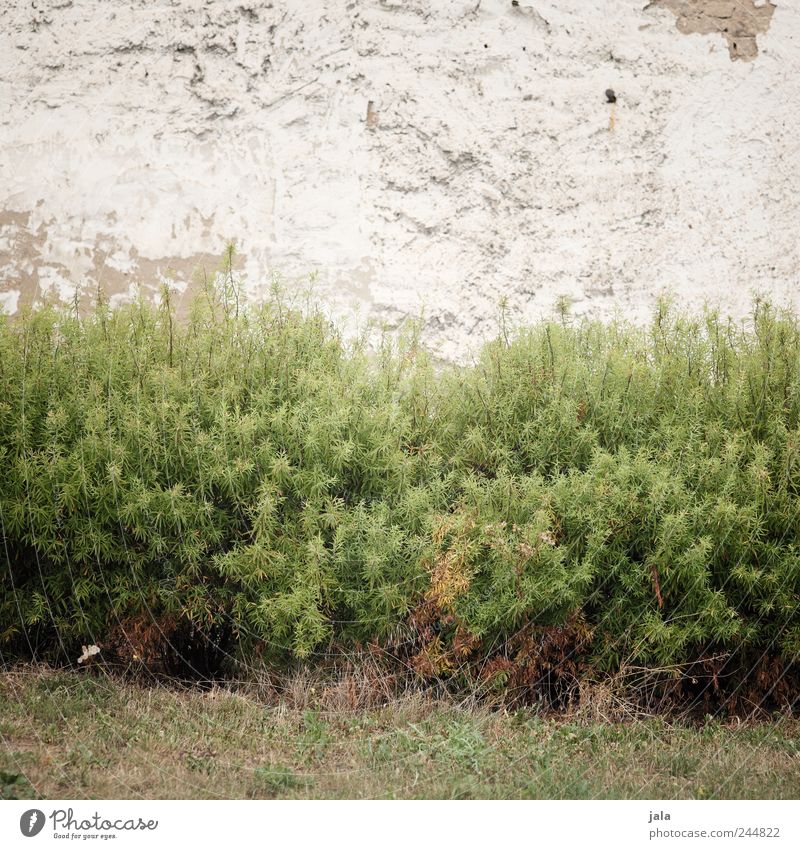 gehölze an fassade Natur Pflanze Gras Sträucher Grünpflanze Mauer Wand Fassade trist Farbfoto Außenaufnahme Menschenleer Textfreiraum oben Tag