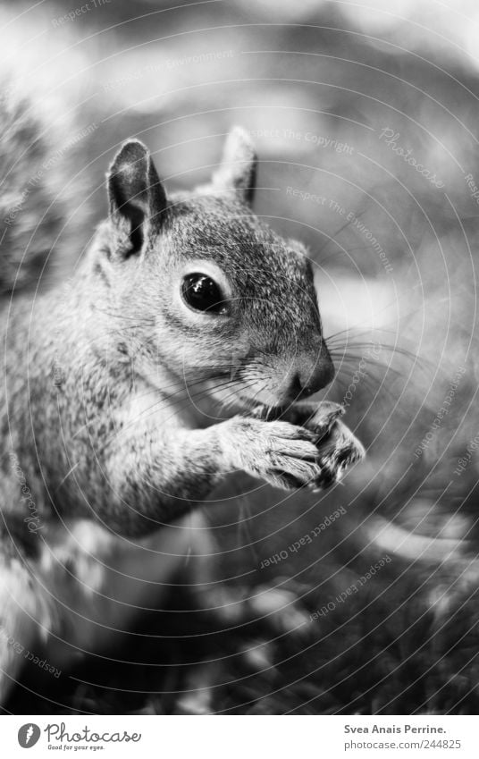 zahm. Schönes Wetter Park Wiese Tier Wildtier Fell Krallen Eichhörnchen 1 genießen Schwarzweißfoto Außenaufnahme Tierporträt Blick in die Kamera