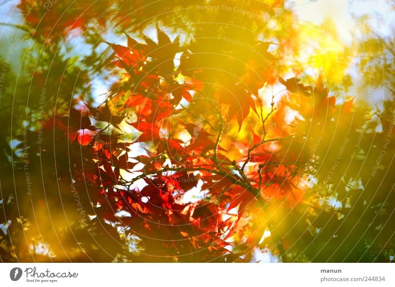 Buschfeuer Natur Herbst Baum Ahorn Ahornblatt Ahornzweig Zweige u. Äste Japanischer Ahorn herbstlich Herbstfärbung leuchten authentisch außergewöhnlich schön