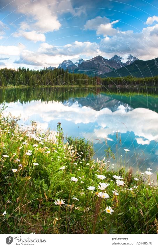 Herbert Lake in Banff National Park, Canada Sommer Natur Schönes Wetter Baum Sträucher Wiese Wald Berge u. Gebirge See Schwimmen & Baden schön blau grau grün