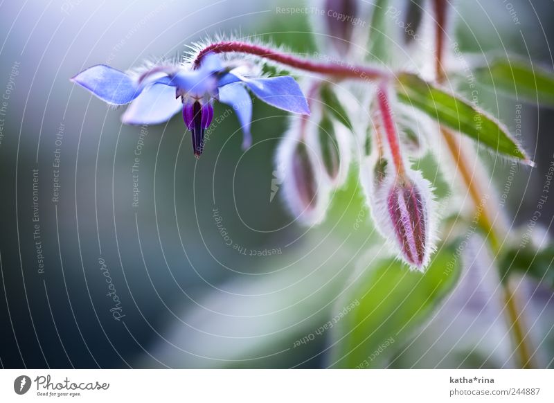 Borretsch Blüte Pflanze Sommer Blume ästhetisch schön blau grün violett rot Duft elegant rein Farbfoto Außenaufnahme Detailaufnahme Makroaufnahme
