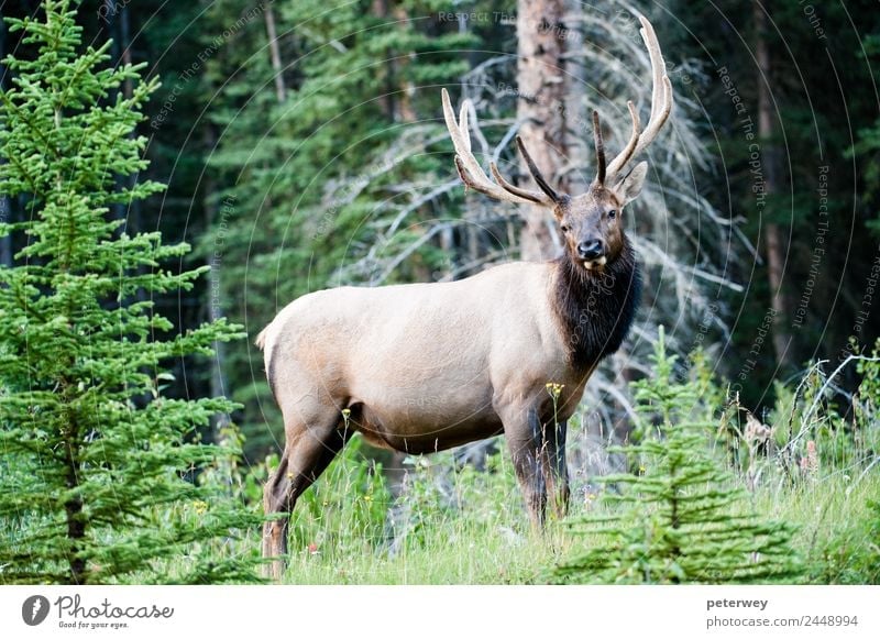 Rocky Mountain Elk, Banff National Park, Canada Sommer Natur Tier Baum Gras Blatt Wald Wildtier 1 erleben Cervus canadensis Alberta animal antlers big Kanada