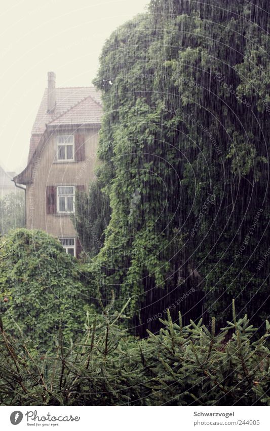 Wann wird's mal wieder richtig Sommer? Wassertropfen Wetter schlechtes Wetter Regen Baum Fassade Garten nass Langeweile Erwartung Klima Stimmung Umwelt Unlust