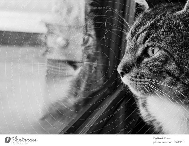 erkennst du mich? Fenster Tier Haustier Katze Hauskatze 1 beobachten einzigartig nah natürlich schön Reflexion & Spiegelung Spiegelbild Trauer Einsamkeit