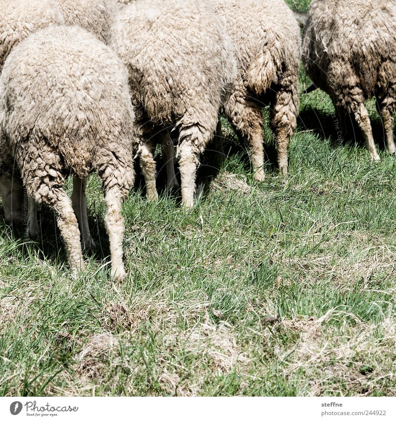 Wollknäuel Tier Nutztier Schaf Tiergruppe Herde Fressen Wiese Schafherde Wolle Farbfoto Gedeckte Farben Außenaufnahme Tag Tierporträt