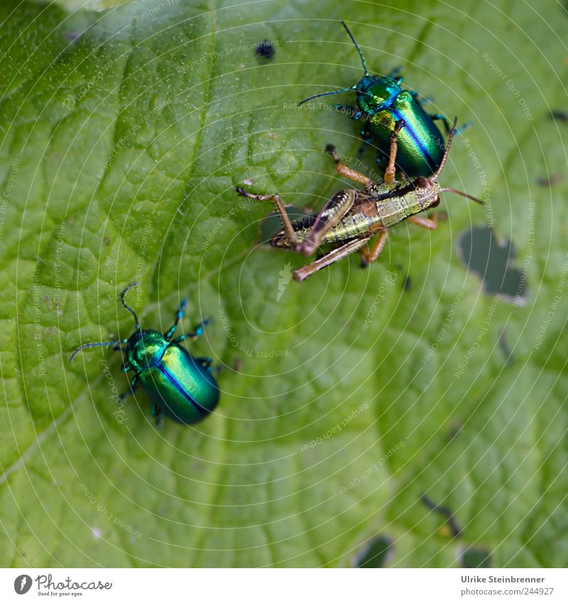 Feindliche Übernahme Natur Tier Sommer Pflanze Blatt Grünpflanze Wildtier Käfer Heuschrecke Blattkäfer 3 Tierpaar wählen berühren festhalten Fressen hocken