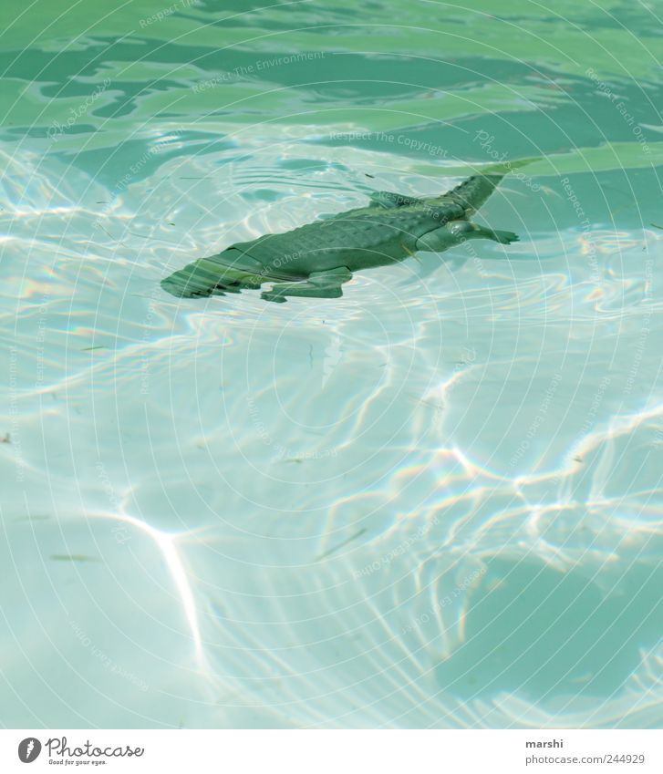 Baden verboten! Tier Wildtier 1 blau grün Krokodil Wasser Schwimmbad bedrohlich gefährlich Risiko glänzend tief Farbfoto Außenaufnahme