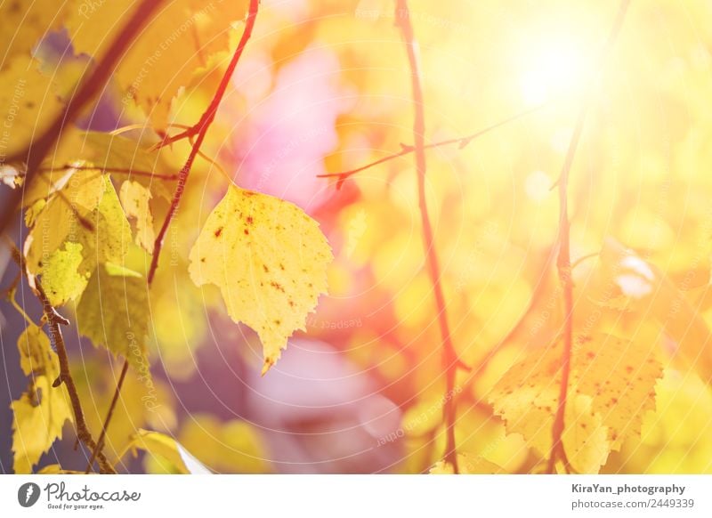 Goldener Herbst Saisonkonzept schön Sonne Tapete Schule Natur Pflanze Baum Blatt Park Wald hell natürlich braun gelb gold Farbe fallen Konsistenz Hintergrund