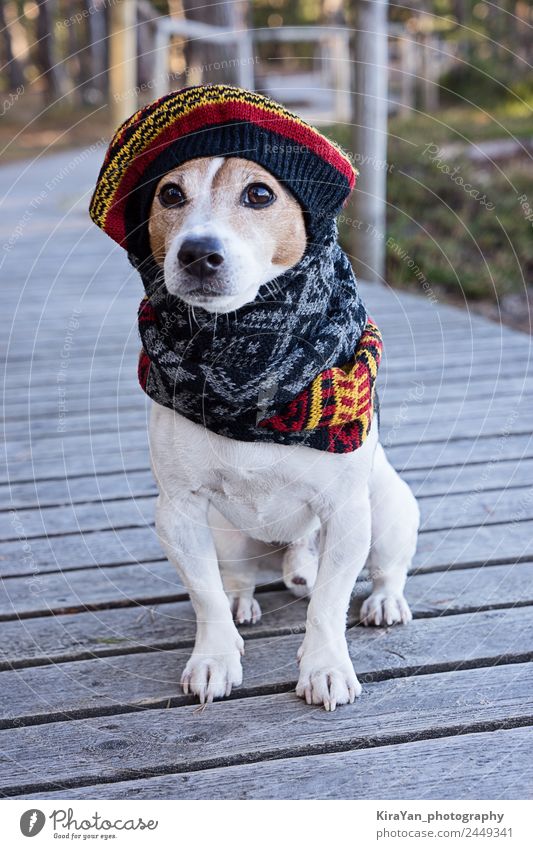 Porträt eines süßen Jack Russell Hundes in gestrickter Baskenmütze Stil Glück Winter Tier Herbst Wetter Park Mode Bekleidung Kleid Pelzmantel Accessoire Schal