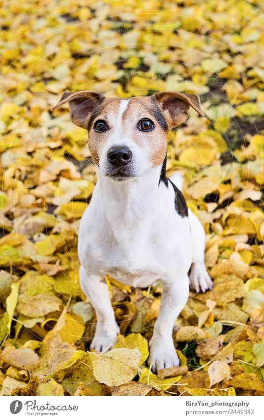 Bezaubernder Terrier, der in gelben Herbstblättern sitzt. Glück Freizeit & Hobby Spielen Freundschaft Erwachsene Natur Wetter Blatt Park Wald Haustier Hund