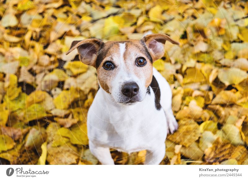 Porträt eines süßen Hundes in gelben Herbstlindenblättern Glück Freizeit & Hobby Spielen Freundschaft Erwachsene Natur Wetter Blatt Park Wald Haustier sitzen