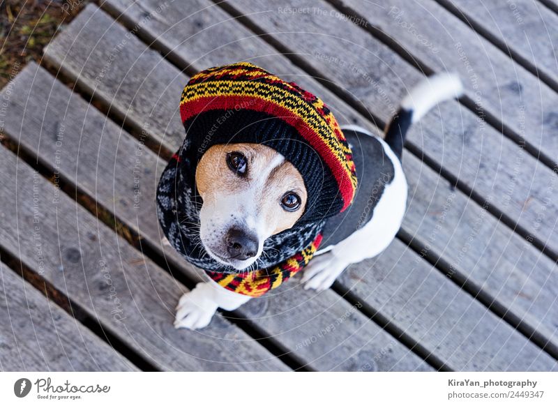 Hochwinkelansicht des Hundetragens in einer gestrickten Baskenmütze Stil Ferien & Urlaub & Reisen Winter Tier Herbst Wetter Mode Bekleidung Kleid Accessoire