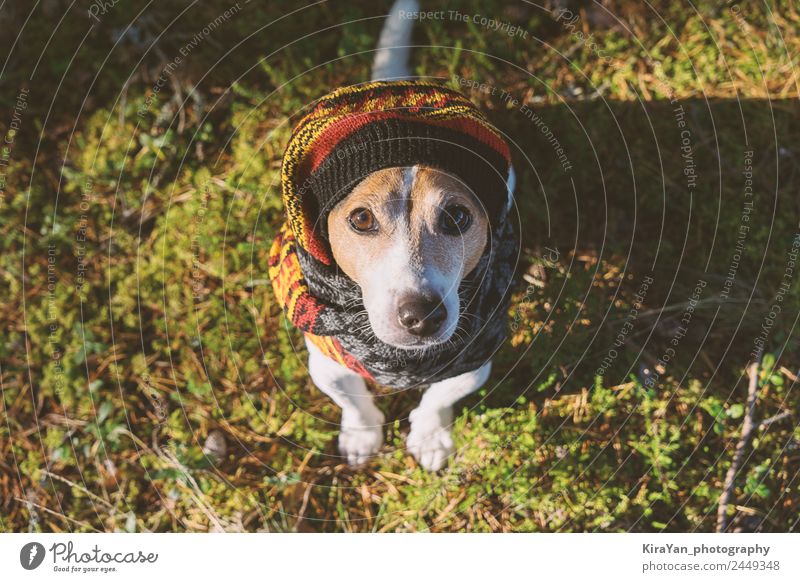 Fürsorge für die Gesundheit des Hundes in der kalten Jahreszeit beim Spazierengehen Stil Winter Tier Herbst Wetter Wald Mode Bekleidung Accessoire Schal