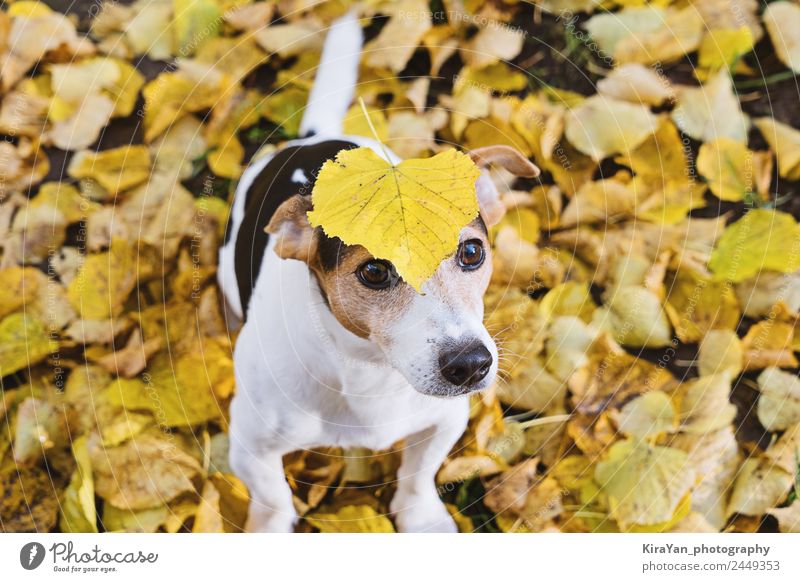 Lustiger Hund mit großem gelbem Blatt auf dem Kopf Glück Freizeit & Hobby Spielen Freundschaft Erwachsene Natur Herbst Wetter Park Wald Haustier sitzen lustig