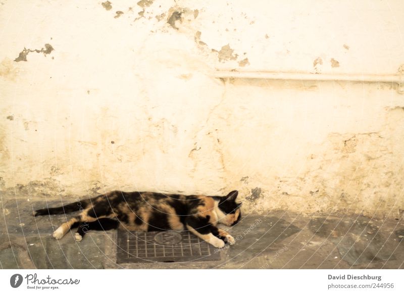 Hey, du schnarchst... Tier Haustier Katze 1 braun Tierliebe ruhig Erholung schlafen Pause Mittagspause Geschnarche Wand Mauer verschlafen faulenzen bequem
