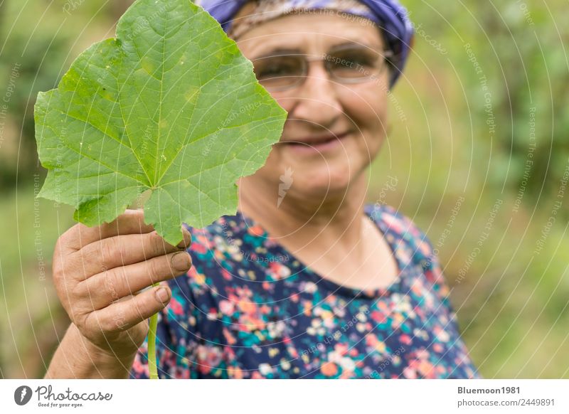 Unscharfes Porträt einer älteren muslimischen Frau, die ein Blatt einer Gurkenpflanze hält Gemüse Ernährung Bioprodukte Vegetarische Ernährung Lifestyle Stil
