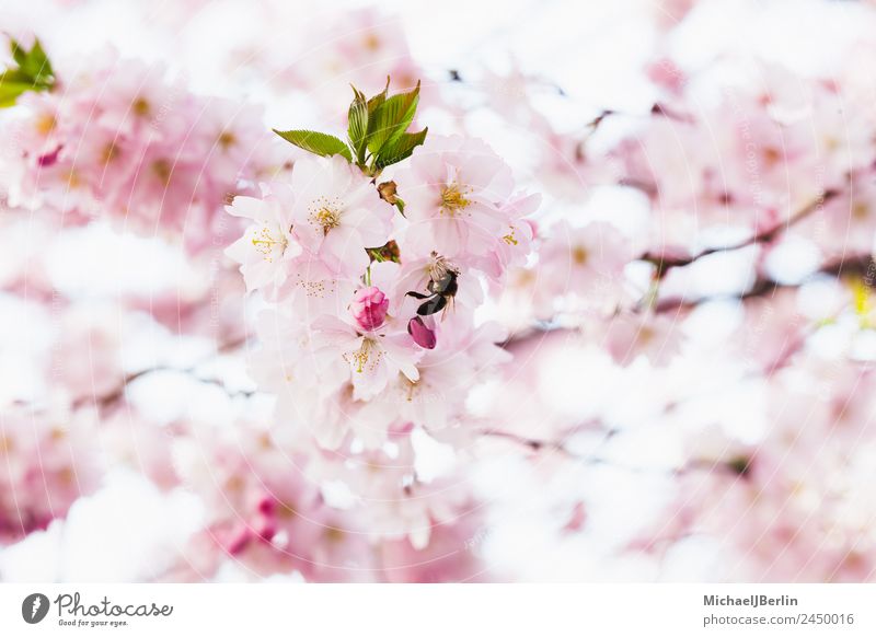 Kirschblüten Natur Sonnenlicht Frühling Schönes Wetter Pflanze Baum Blüte schön grün rosa Blütenknospen Farbfoto Außenaufnahme Nahaufnahme Tag