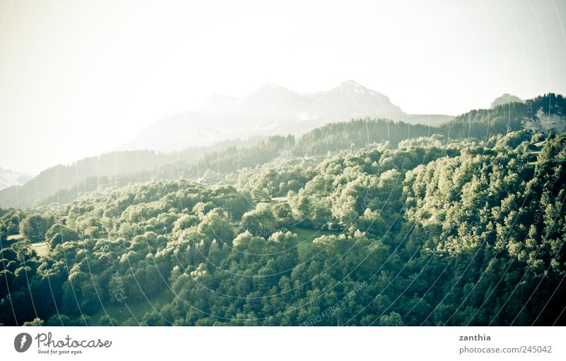 forest Natur Landschaft Tier Sonnenaufgang Sonnenuntergang Sonnenlicht Sommer Baum Wald Hügel Felsen Alpen Berge u. Gebirge Gipfel grün Erholung Idylle rein