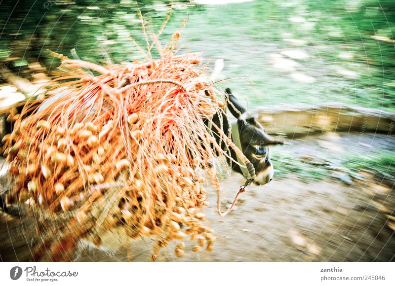 pack animal Nutzpflanze Datteln Dattelpalme Tier Nutztier Esel 1 laufen tragen Stress Bewegung Geschwindigkeit Mobilität Ferien & Urlaub & Reisen Tradition