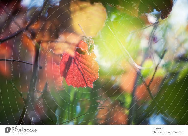 shining Natur Herbst Baum Blatt herbstlich Frühlingsfarbe Herbstfärbung Herbstbeginn Haselnussblatt leuchten authentisch außergewöhnlich fantastisch natürlich