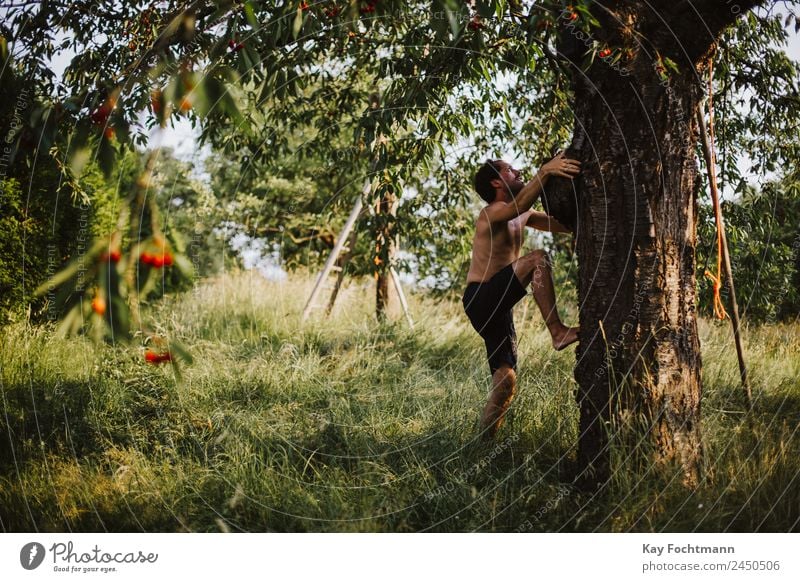 Junger Mann erklimmt einen Kirschbaum Lifestyle Freude Glück Wellness Leben Wohlgefühl Freizeit & Hobby Ferien & Urlaub & Reisen Ausflug Freiheit Sommer