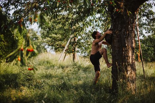 Junger Mann erklimmt einen Kirschbaum Lifestyle Freude Glück Wellness Leben Wohlgefühl Freizeit & Hobby Ferien & Urlaub & Reisen Ausflug Freiheit Sommer